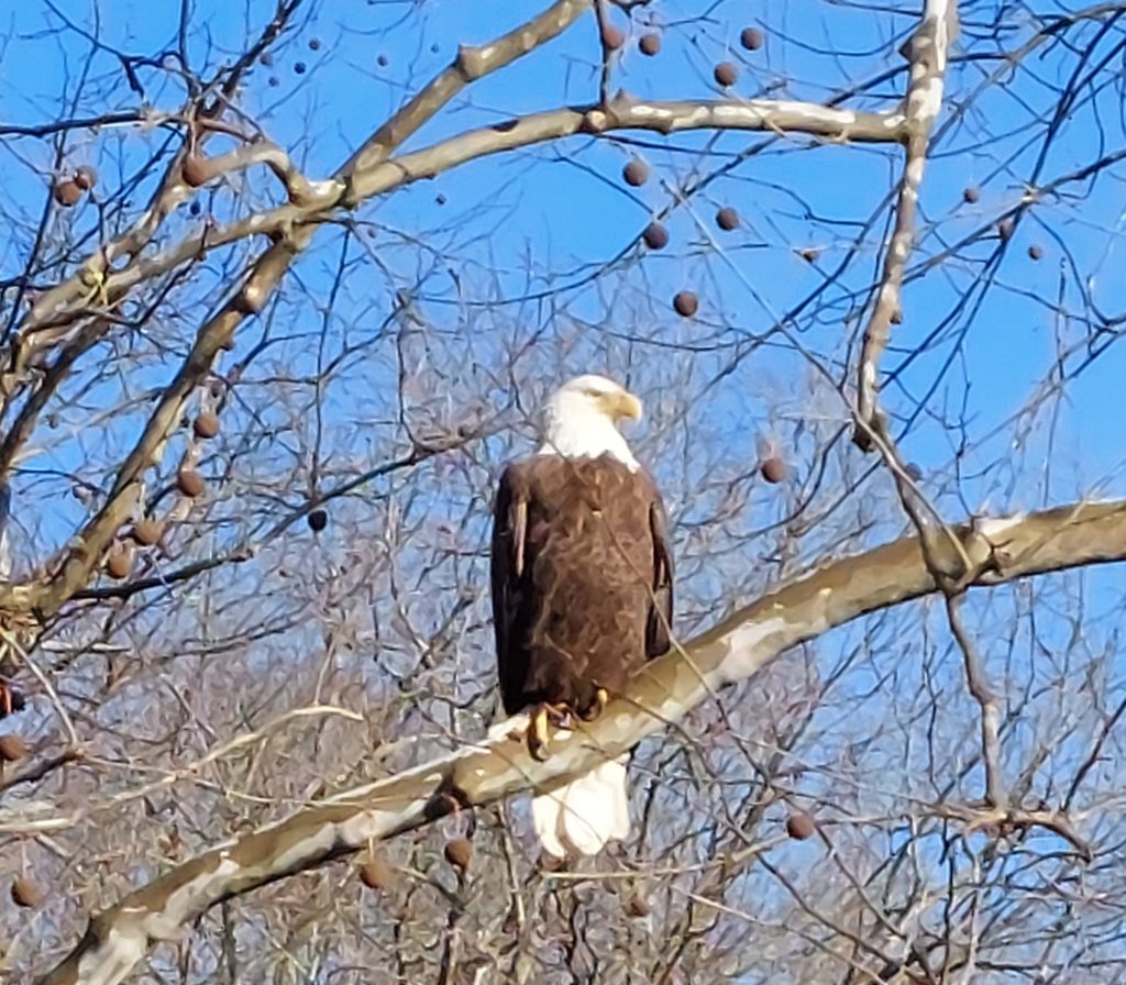 Bald Eagle Spotted in North 48 Creek Area