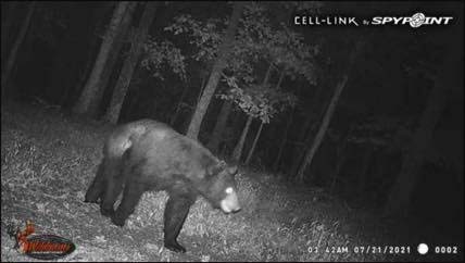 YES, That’s a Bear Spotted in Wayne County