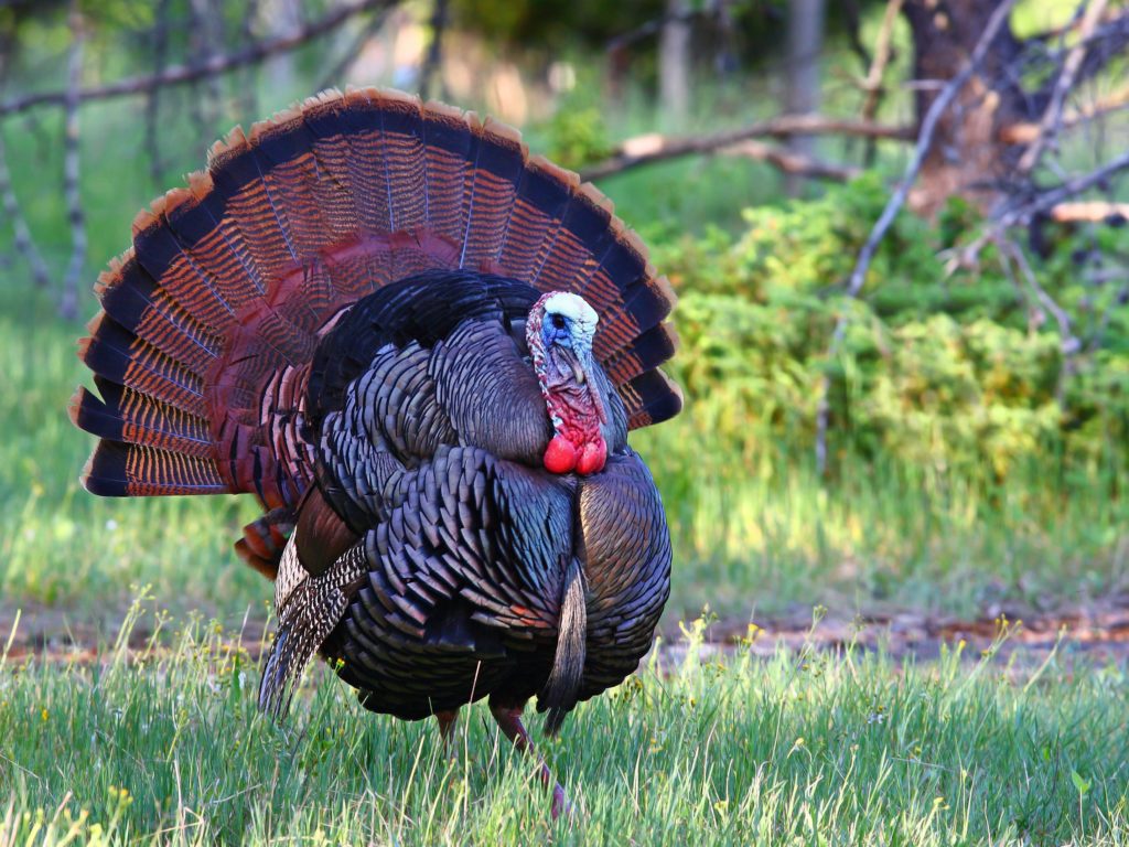 Turkey Hunting Season to Begin in Wayne County